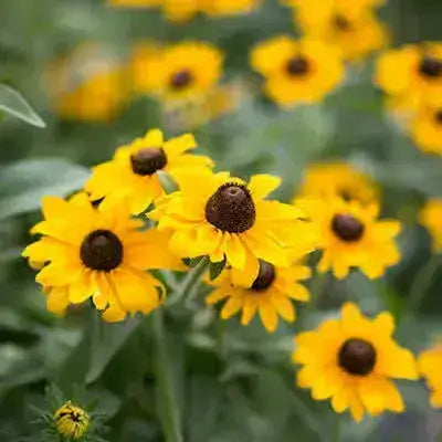 Bright yellow brown eyed susans with dark brown centers in lush green field