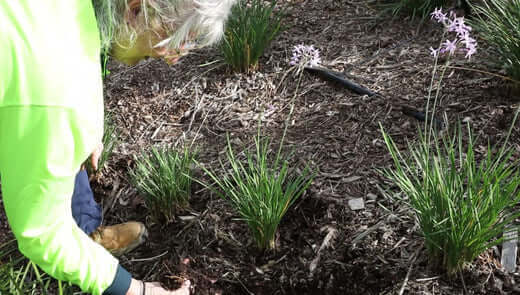 Gardener in green jacket tending slender plants with purple flowers