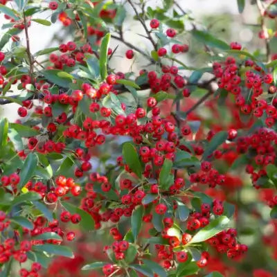 Vibrant red chokeberry cluster with glossy berries on green bush leaves
