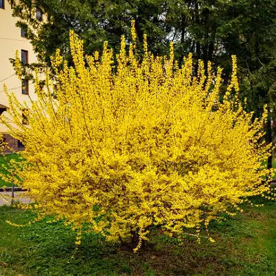 Vibrant yellow forsythia bush blooming in spring season beauty