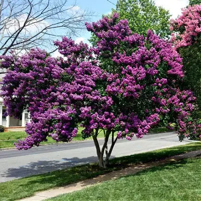 Vibrant purple lilac crepe myrtle tree with dense blossoms in lush yard