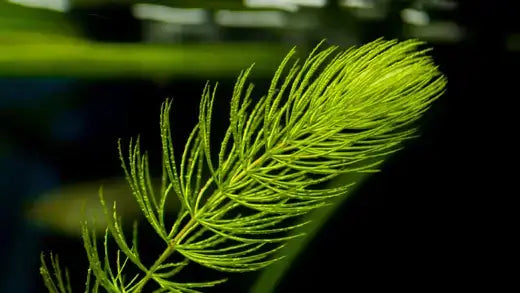 Coontail plant: delicate feathery green aquatic with fine branching filaments
