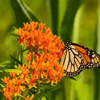 Monarch butterfly on orange milkweed, top butterfly plant
