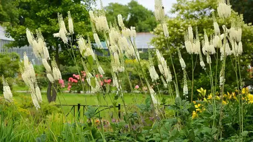 Tall creamy-white black cohosh plumes in lush garden