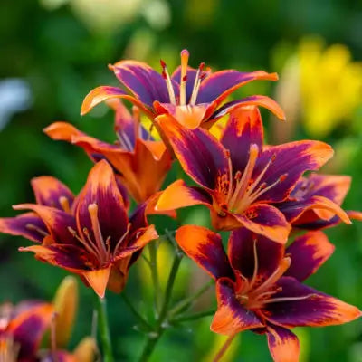 Daylily Plants Are Full Sun Perennial Favorites - TN Nursery