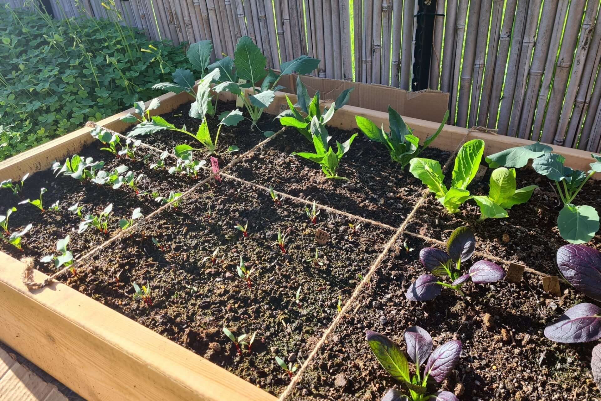 Square-foot garden bed with dark soil and young green purple leafy plants