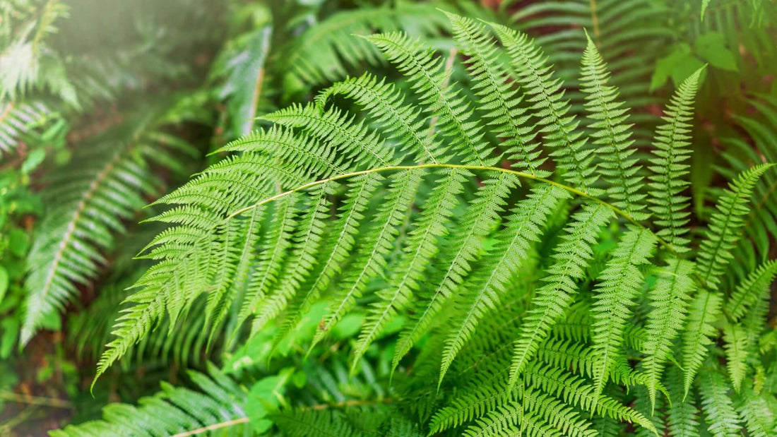 Vibrant bracken fern frond with feathery leaves in Exploring Bracken Fern