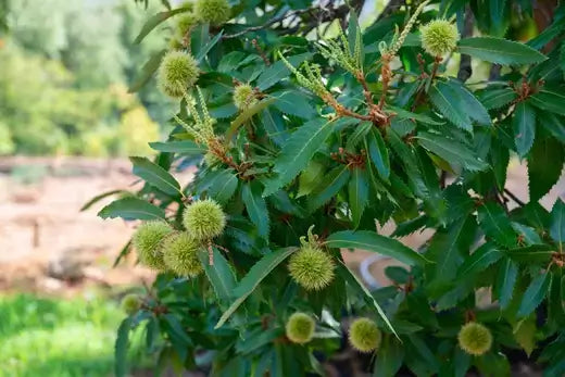 Green spiky Chinese chestnuts hanging from tree branch with lush leaves