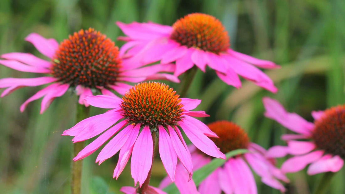 Pink Echinacea coneflowers with orange-brown centers in garden