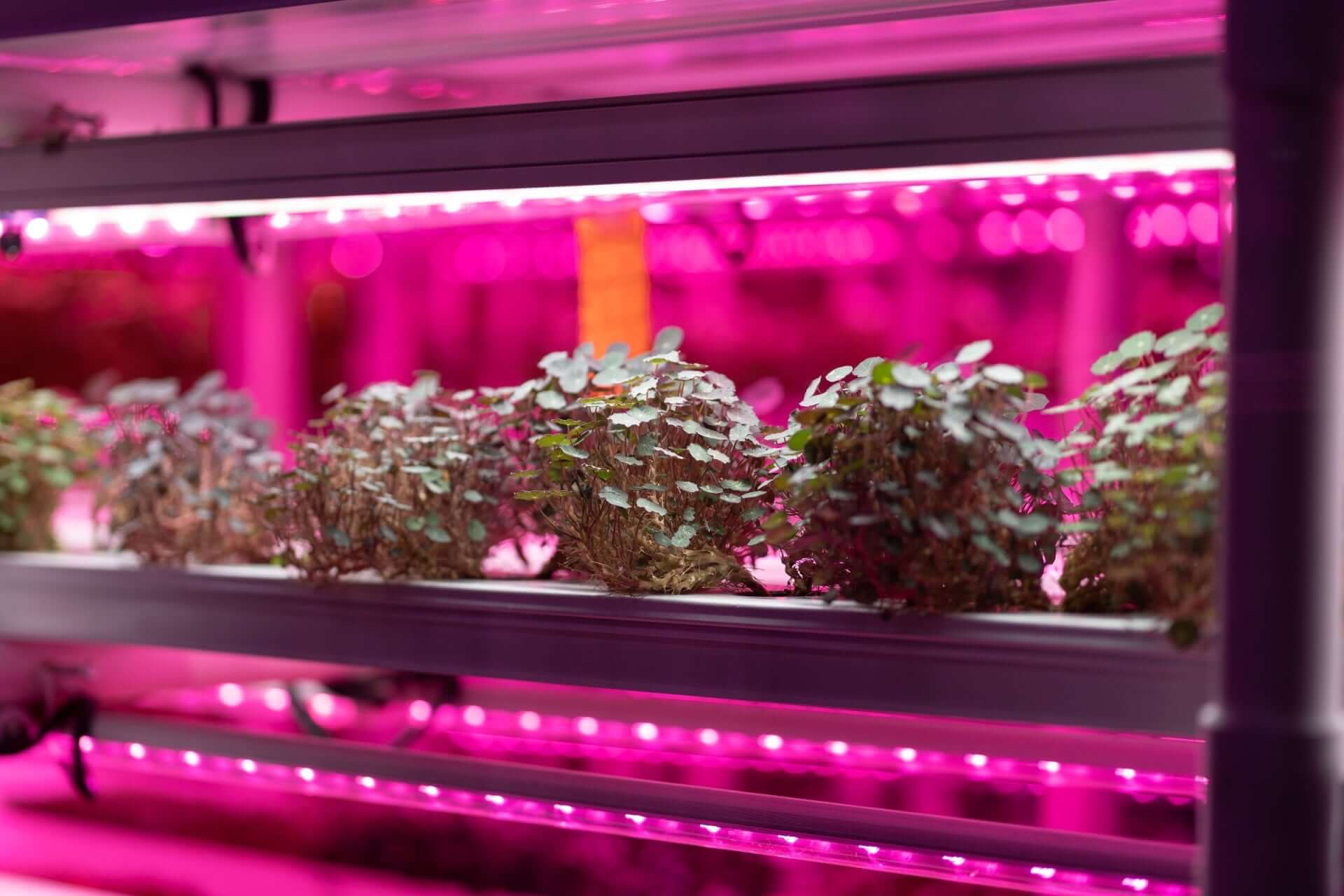 Lush green native plants under pink LED grow lights indoors