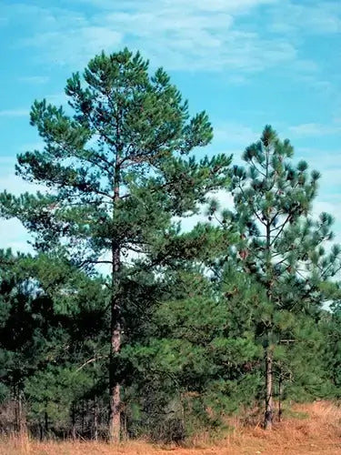 Tall shortleaf pine trees with dense green needle branches against blue sky