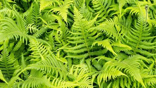 Lush ostrich fern fronds with vibrant green feathery texture