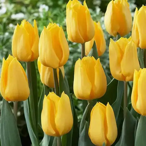 Vibrant yellow tulips with glossy petals and green stems, spring perennial
