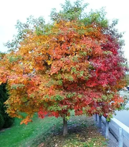 Vibrant sassafras tree with fiery red, orange, and yellow autumn leaves