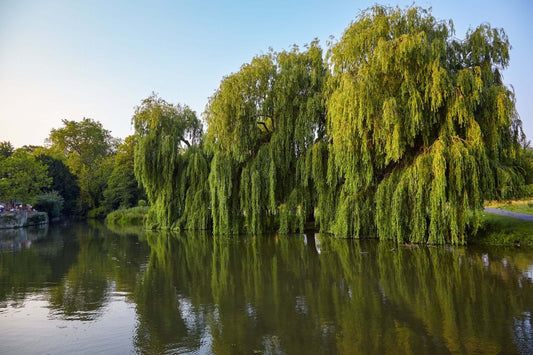 Lush weeping willow trees reflecting in calm park pond water
