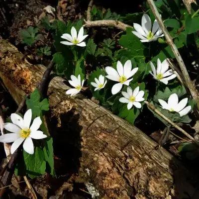 Native white flowers with yellow centers on weathered log in garden