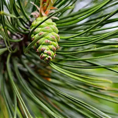 Vibrant green loblolly pine cone among slender evergreen needles