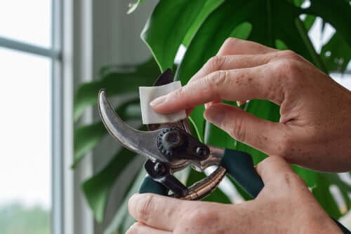 Black-handled pruning shears trimming plant to prevent diseases