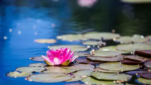 Vibrant pink water lily blooming in garden pond with green lily pads