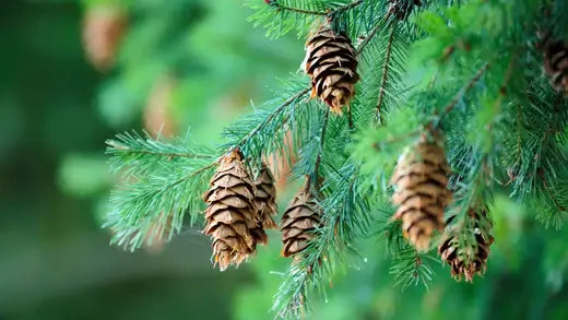 Decorating With Pine Cones Ideas - TN Nursery