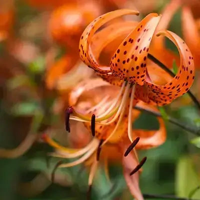 Vibrant tiger lily with dark brown spots and curling petals