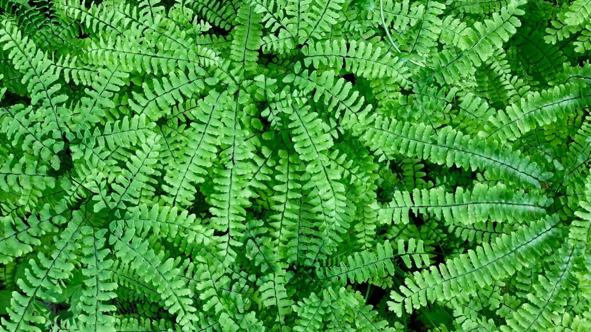 Vibrant maidenhair fern fronds with lush, feathery green leaves
