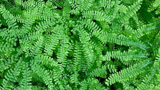 Vibrant maidenhair fern fronds with lush, feathery green leaves