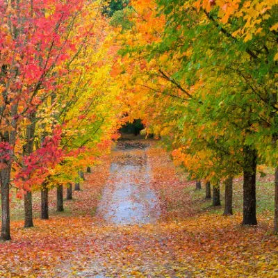 Vibrant autumn pathway lined with trees boasting fiery red and golden foliage