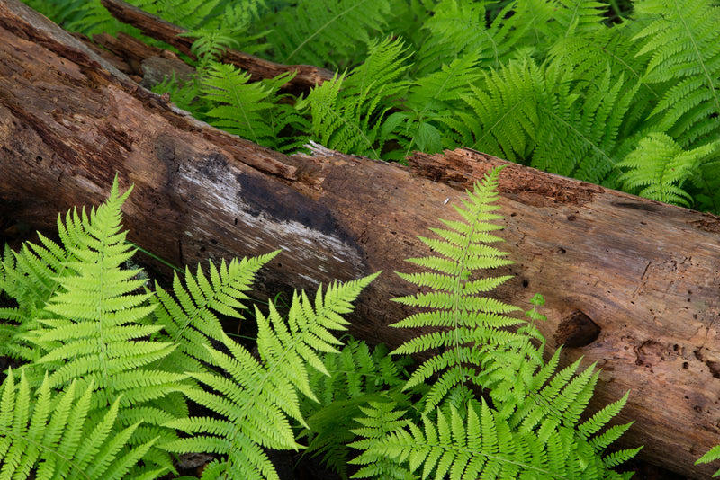 Woodland Gardens With Native Plants