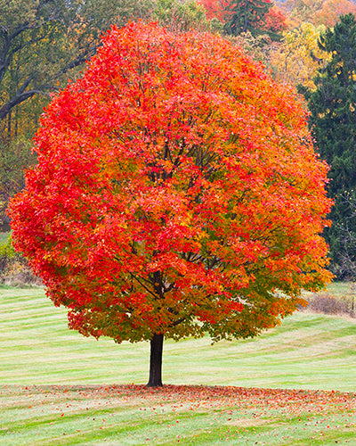 The Splendor of Sugar Maples: A Fall Favorite