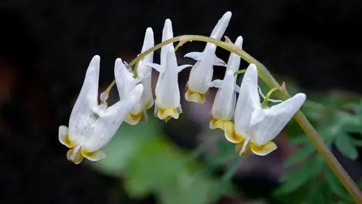 Dutchman's Breeches Perennial information - TN Nursery