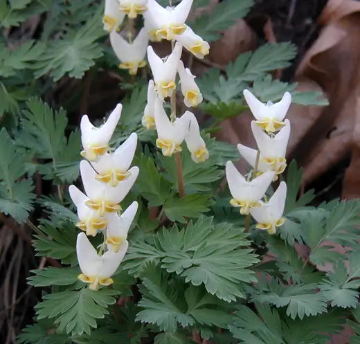 Dutchman's Breeches - TN Nursery