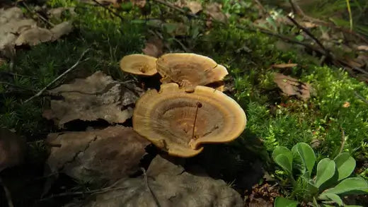 Brown fan-shaped mushrooms with rings on mossy forest floor for perennials