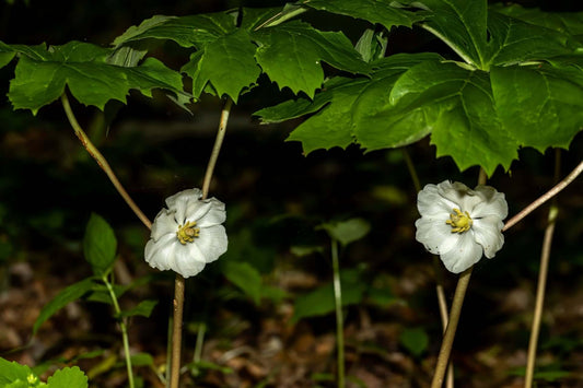 Mayapple flowers: delicate white blooms with yellow centers under vibrant green leaves