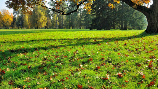 Sprawling green autumn lawn with fallen leaves under tree canopy