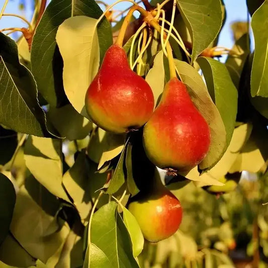 Ripe red-and-green pears hanging from tree branch for direct tree buying
