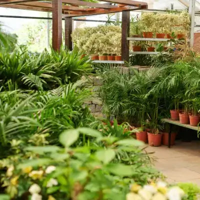 Lush green ferns in terracotta pots fill TN Nursery greenhouse display