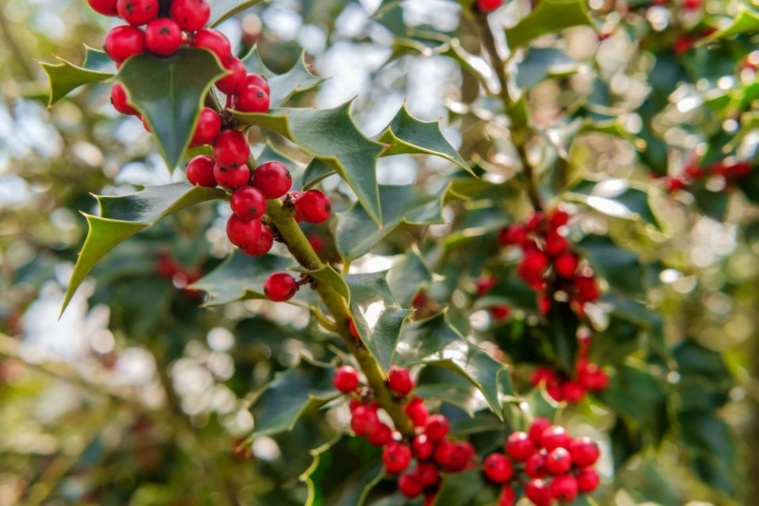Vibrant red berries on spiky American holly leaves