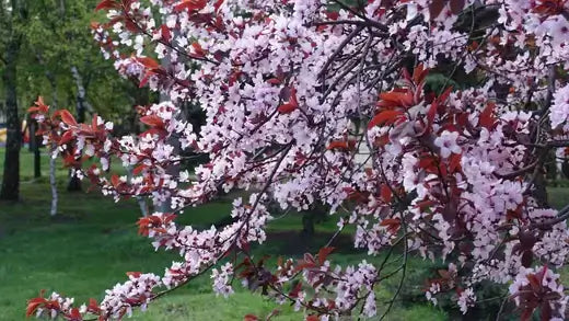 Cherry blossom tree branch with pink flowers and red leaves in landscaping