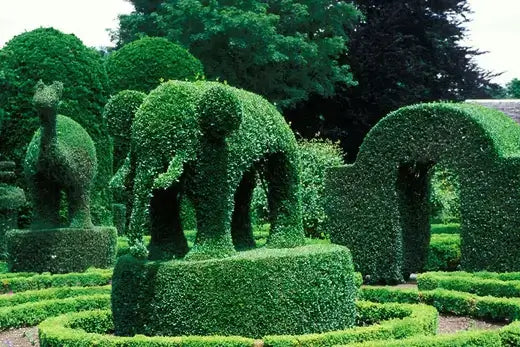 Lush green animal topiary sculptures and arches for beginners