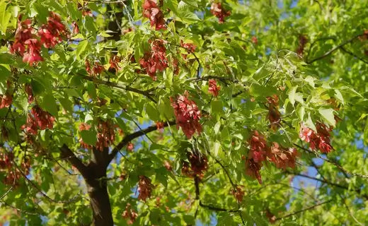 Box elder tree with vibrant green leaves and reddish-brown seed pods