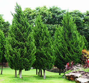 Tall slender evergreen trees as privacy hedges in garden