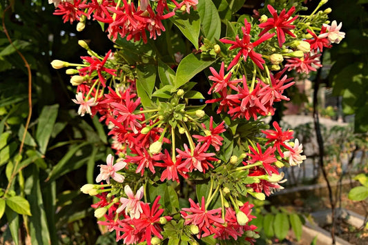 Vibrant red and pink star-shaped vine flowers with buds and green leaves