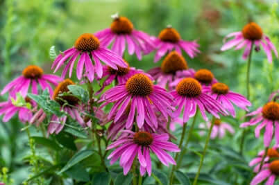 Pink coneflower blossoms with orange centers in lush green field