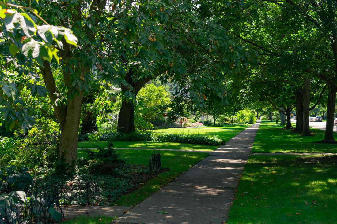 Paved sidewalk with lush trees and dappled shadows, before deforestation.