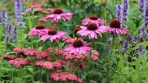 Pink coneflowers with dark brown centers bloom long among green foliage and purple perennials