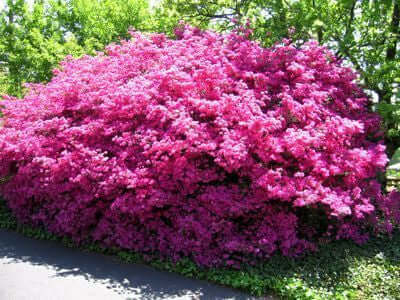 Vibrant pink azalea bush blooming with dense clusters in garden