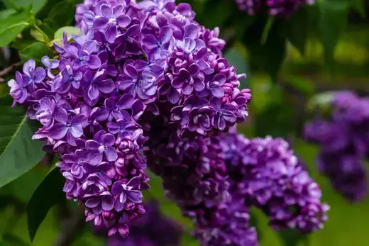 Deep purple Muskogee crepe myrtle lilac blossoms hanging from branch