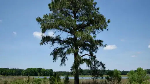 Tall loblolly pine tree with dense green needles against blue sky