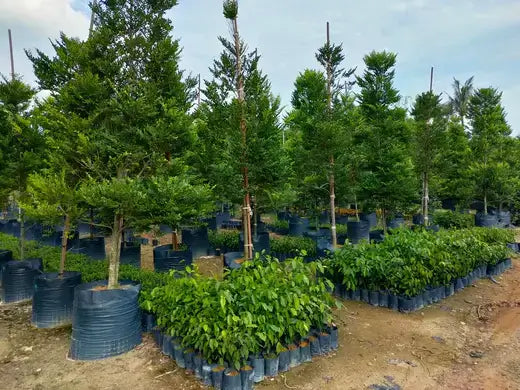 Rows of lush young green trees in black pots at Tennessee Wholesale Nursery since 1938